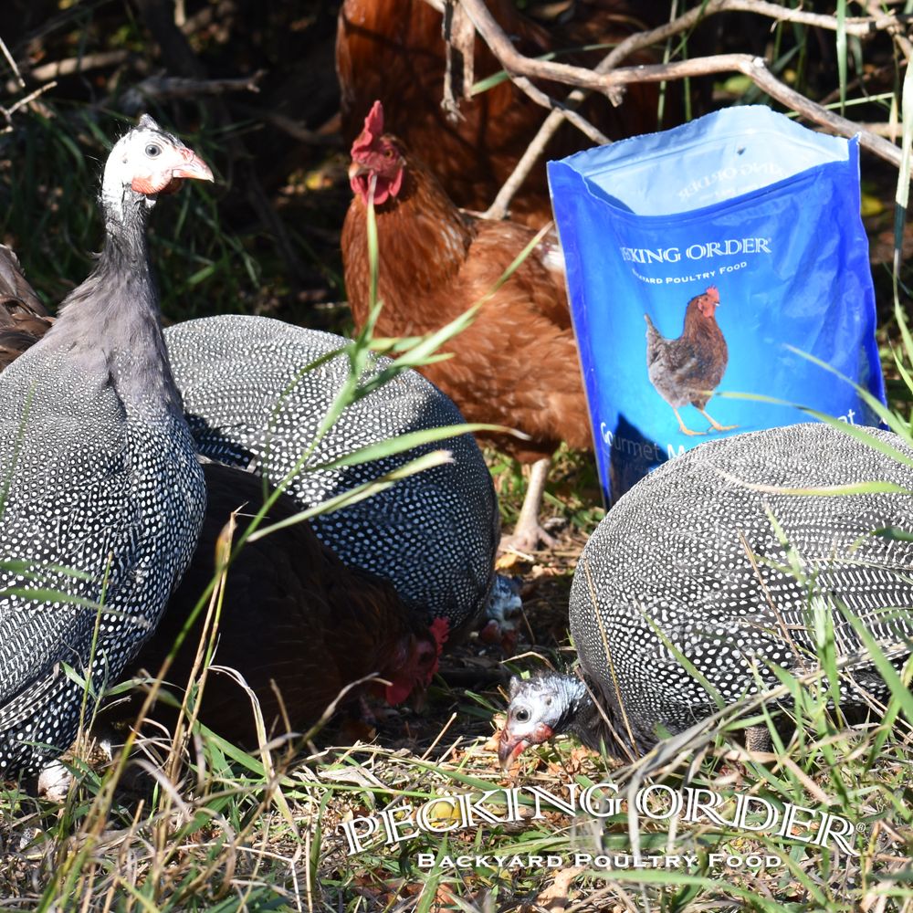 3-Pound Chicken Mealworm Treat 2 3-Pound Chicken Mealworm Treat
