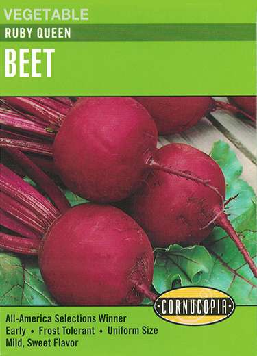 Ruby Queen Beet Seeds 1 Ruby Queen Beet Seeds