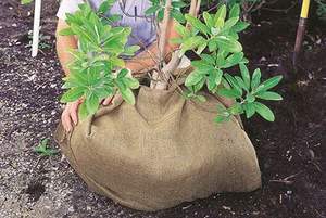 3 x 24-Foot Natural Burlap 1 3 x 24-Foot Natural Burlap