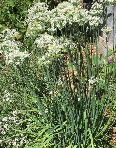 Heirloom Herbs Garlic Chives