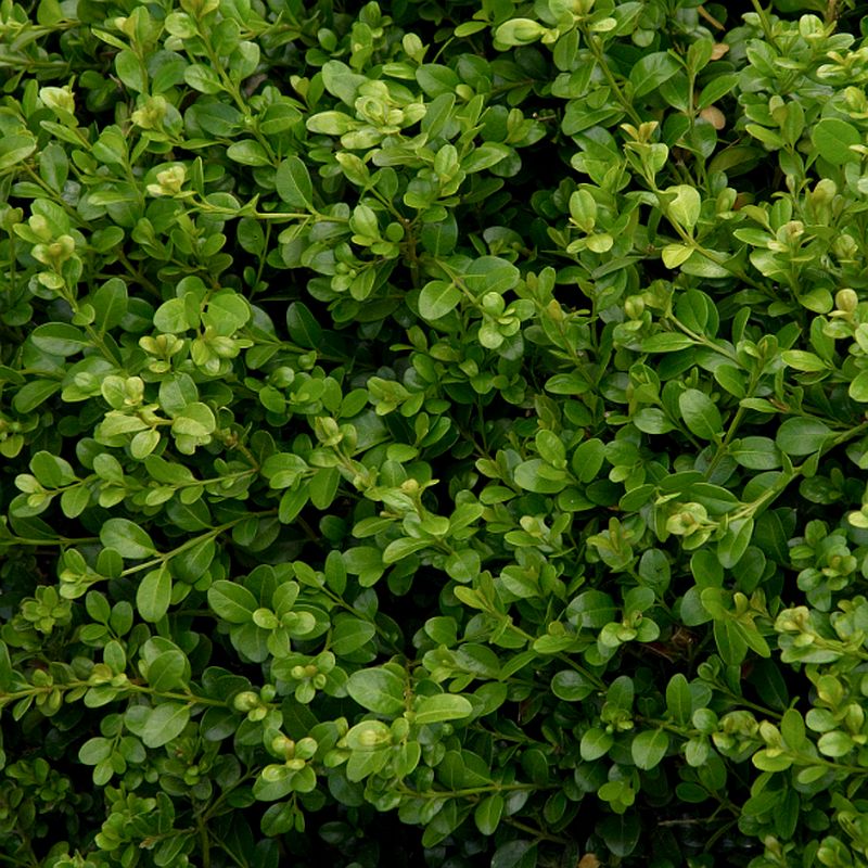 Buxus Microphylla Japonica Wintergem Boxwood #1