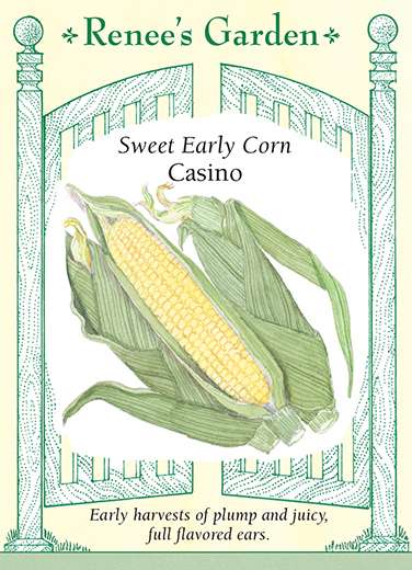 Casino Sweet Early Corn Seeds 1 Casino Sweet Early Corn Seeds