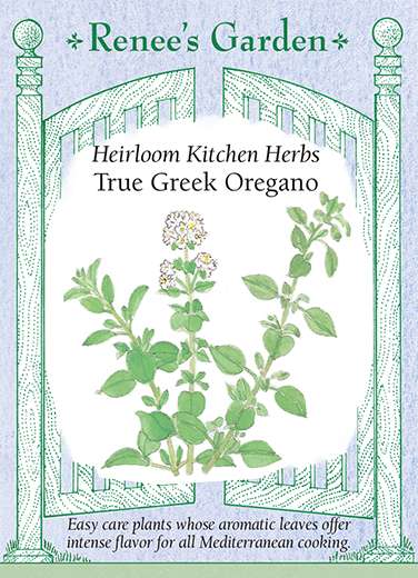 True Greek Oregano Heirloom Kitchen Herb Seeds 1 True Greek Oregano Heirloom Kitchen Herb Seeds