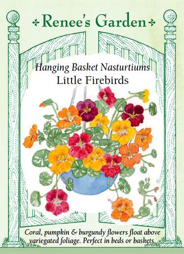 Little Firebirds Hanging Basket Nasturtium Seeds 1 Little Firebirds Hanging Basket Nasturtium Seeds