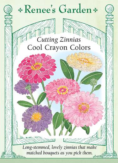 Cool Crayon Colors Cutting Zinnia Seeds 1 Cool Crayon Colors Cutting Zinnia Seeds