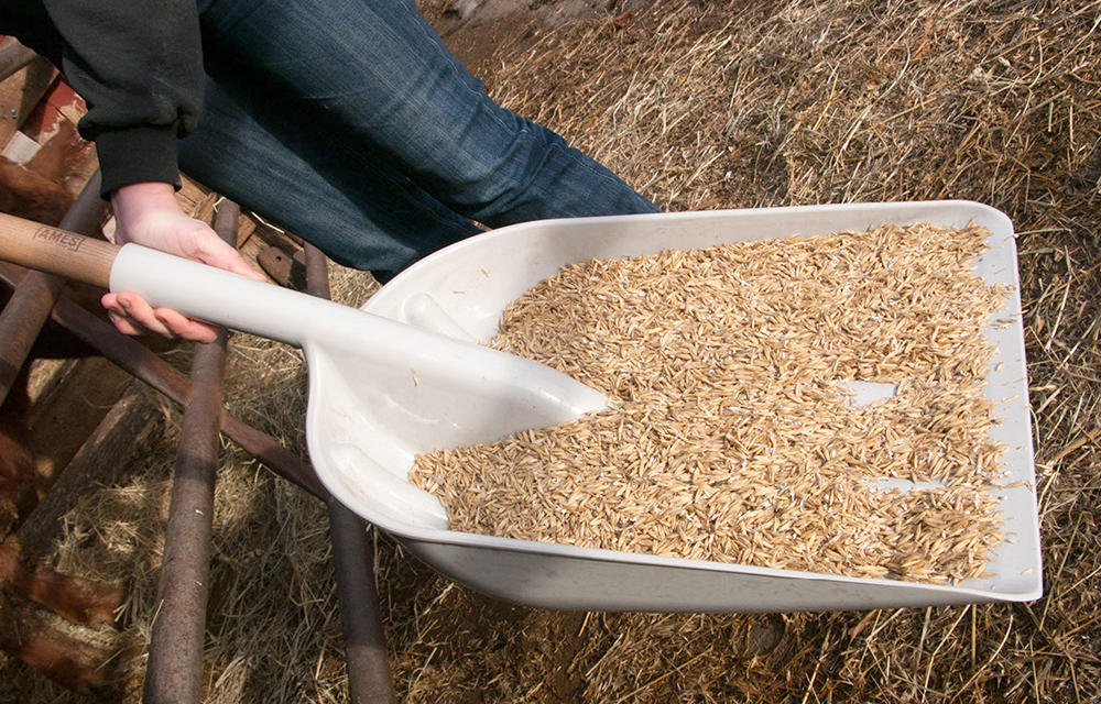 46-1/2-Inch Poly Scoop Shovel With Hardwood Handle And Poly D-Grip