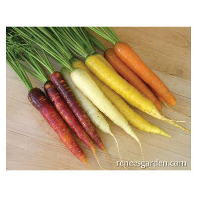Renee's Garden 5984 Harlequin Mix Vegetable Seed Pack, Carrot, July to August, March to June Planting Pack 1 Renee's Garden 5984 Harlequin Mix Vegetable Seed Pack, Carrot, July to August, March to June Planting Pack