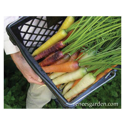 Renee's Garden 5984 Harlequin Mix Vegetable Seed Pack, Carrot, July to August, March to June Planting Pack 3 Renee's Garden 5984 Harlequin Mix Vegetable Seed Pack, Carrot, July to August, March to June Planting Pack