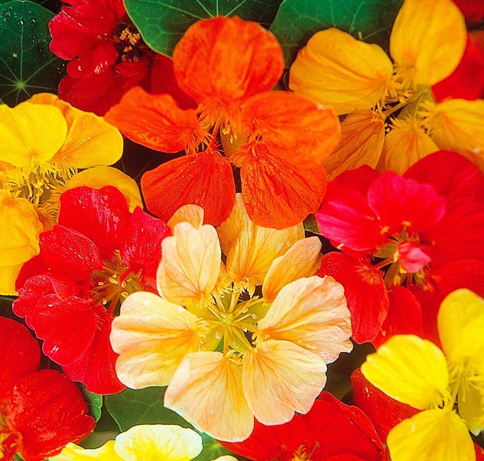 Nasturtium Jewel Mixed Color 2 Nasturtium Jewel Mixed Color