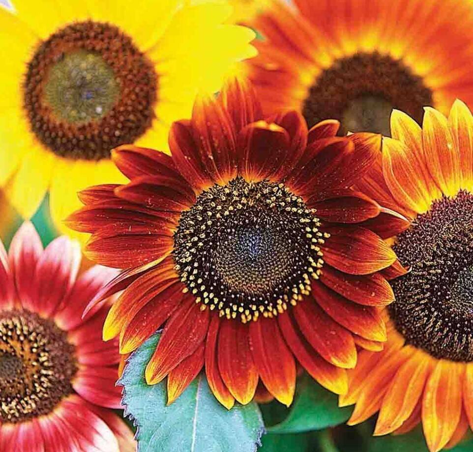 Sunflower Autumn Beauty Mixed Color 2 Sunflower Autumn Beauty Mixed Color