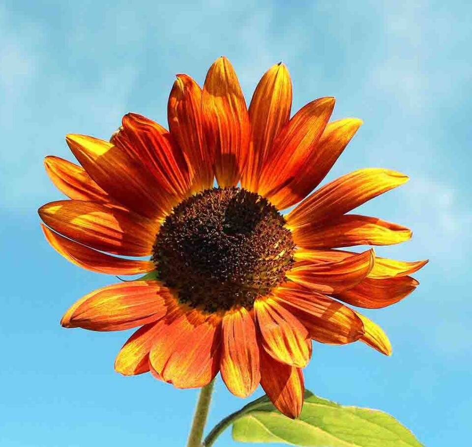 Sunflower Velvet Queen 2 Sunflower Velvet Queen