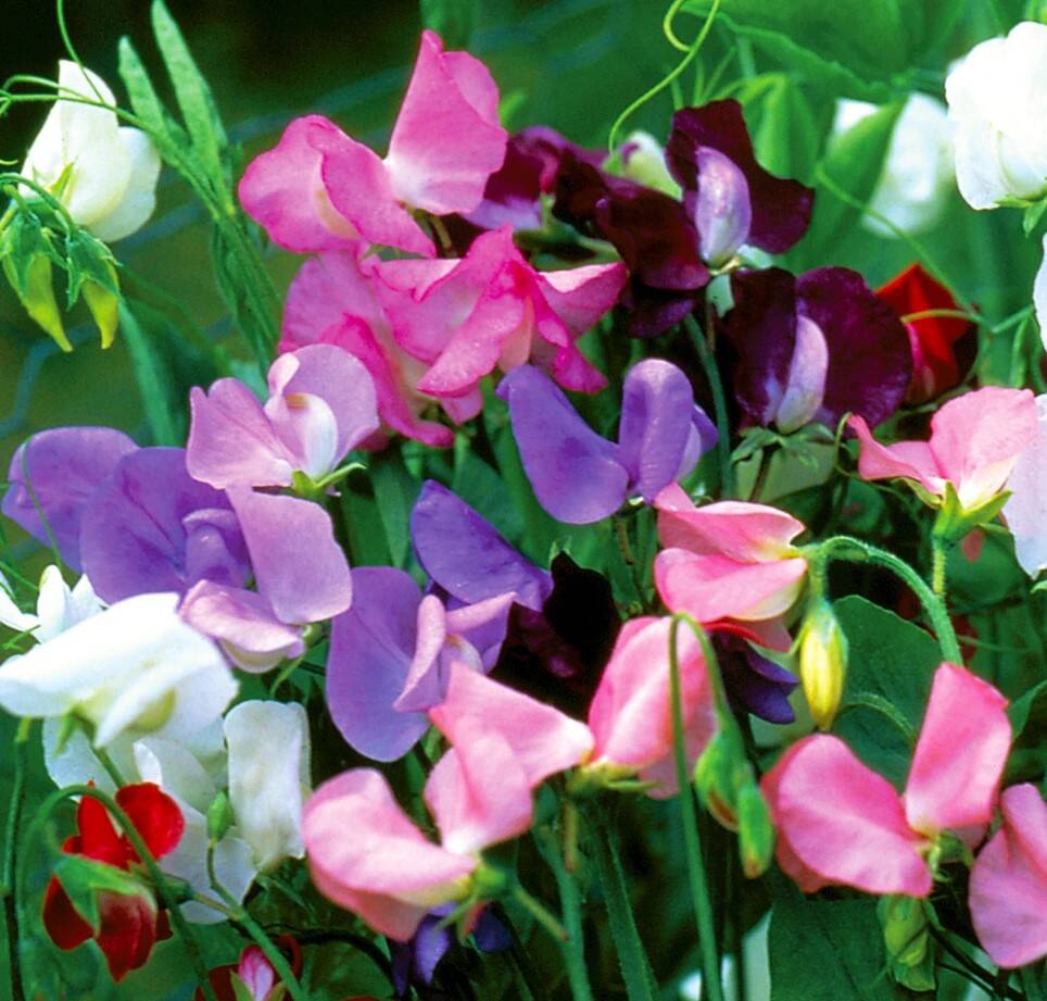 Sweet Pea Early Flowering Mixed Color 2 Sweet Pea Early Flowering Mixed Color