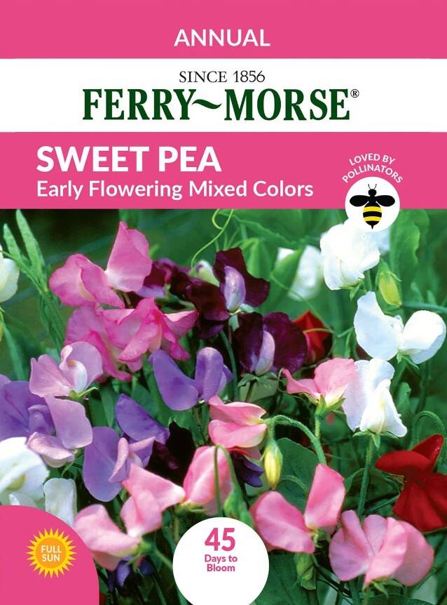 Sweet Pea Early Flowering Mixed Color 3 Sweet Pea Early Flowering Mixed Color