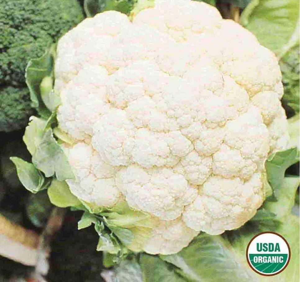 Cauliflower Snowball Y Organic 2 Cauliflower Snowball Y Organic