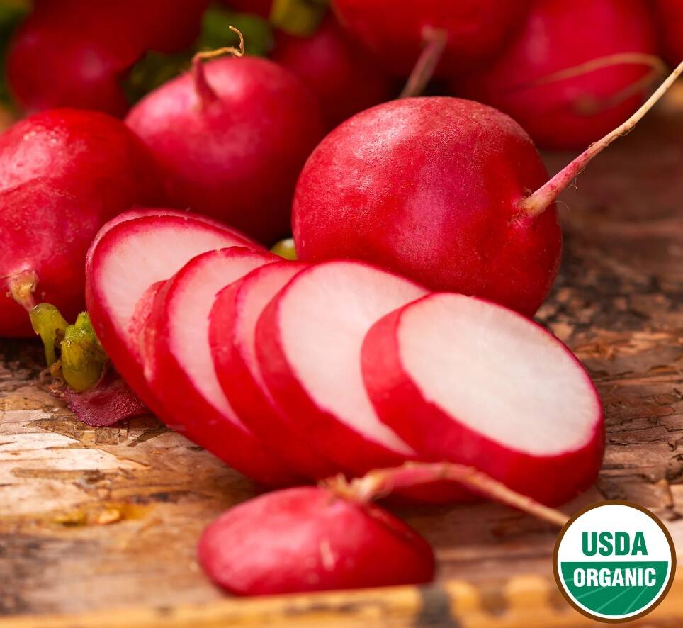 Radish Early Scarlet Globe Organic 2 Radish Early Scarlet Globe Organic