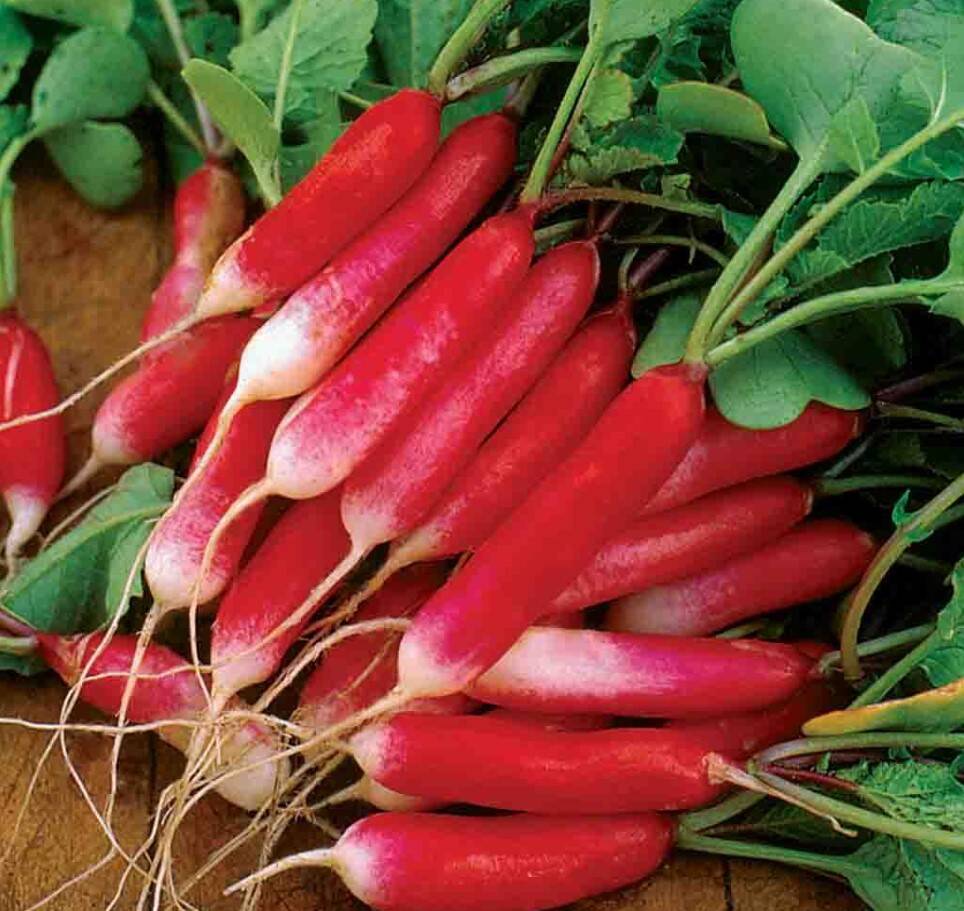 Radish French Breakfast Organic 2 Radish French Breakfast Organic