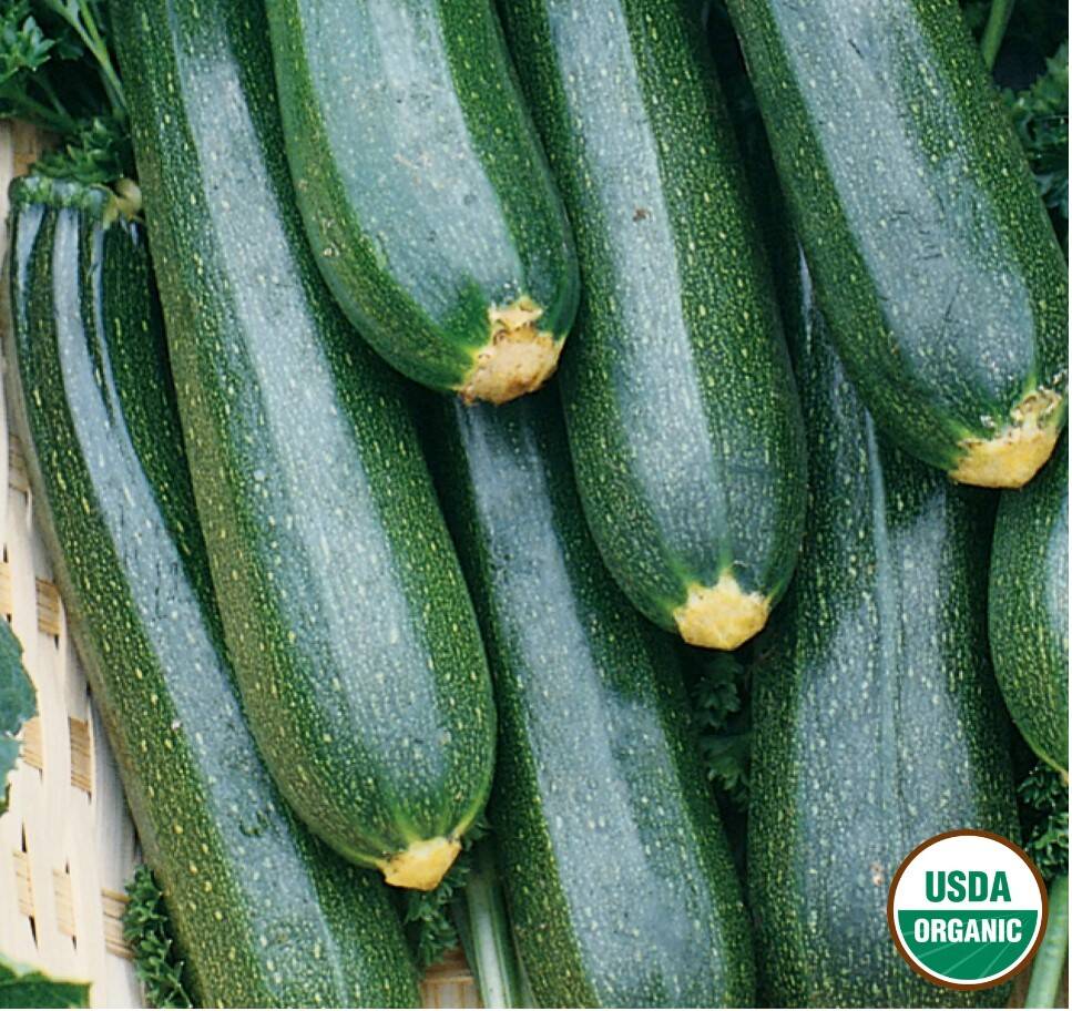 Squash Black Beauty Zucchini Organic 2 Squash Black Beauty Zucchini Organic