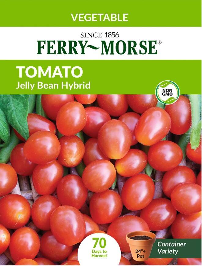 Tomato Jelly Bean Hybrid 3 Tomato Jelly Bean Hybrid