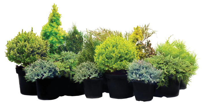#5 Pot Park Grade Trees & Shrubs, Assorted 2 #5 Pot Park Grade Trees & Shrubs, Assorted