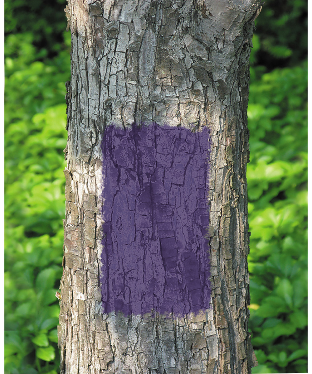 12-Ounce Purple No Hunting Spray Paint 1 12-Ounce Purple No Hunting Spray Paint