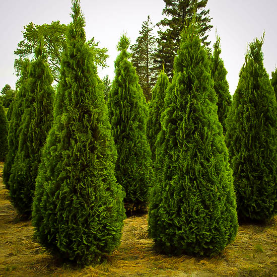 Arborvitae Emerald
