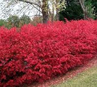 Burning Bush Dwarf