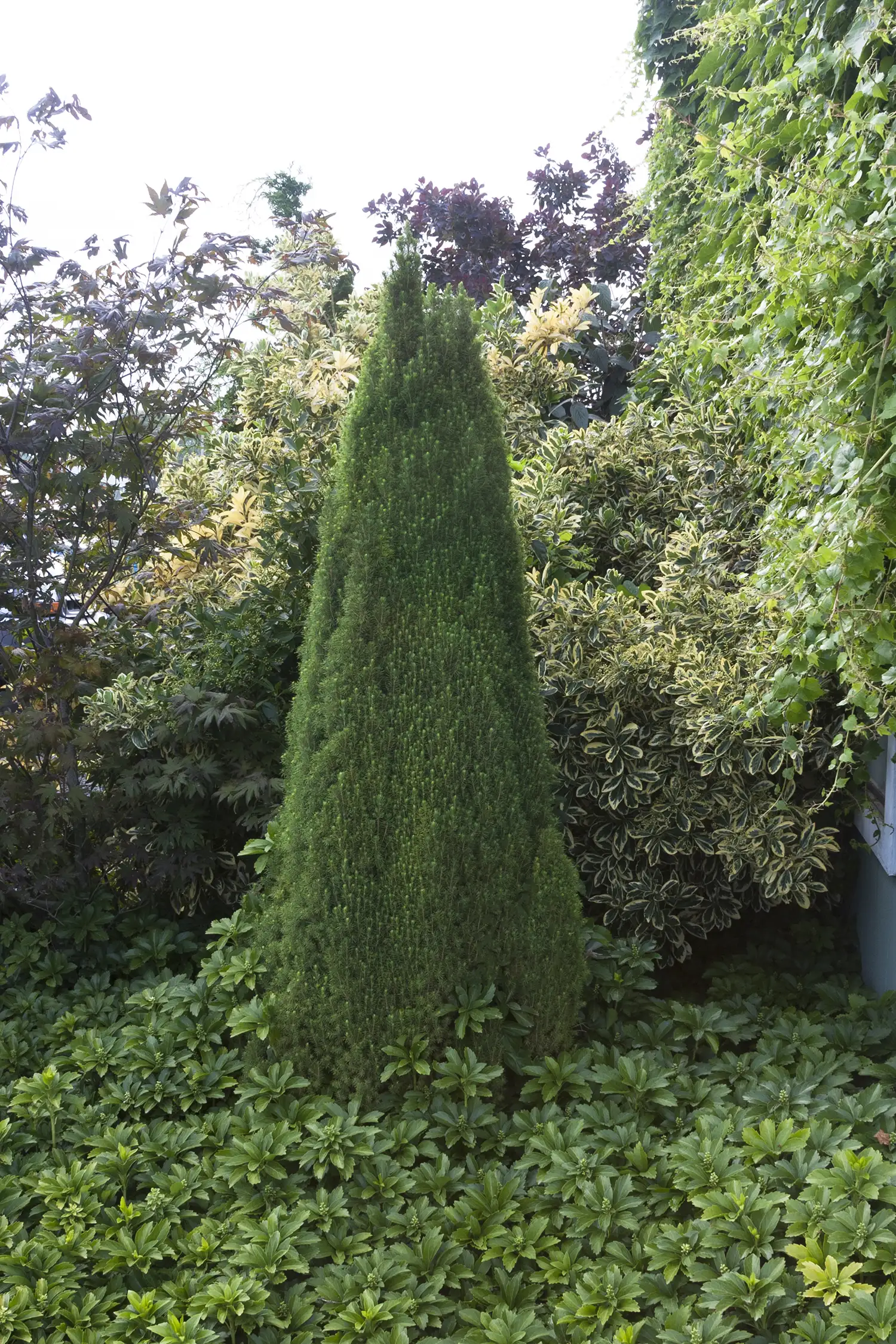 Spruce Dwarf Alberta
